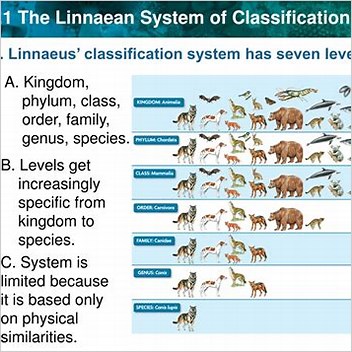 Linnaean Taxonomy Linnean System Of Taxonomy