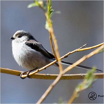 List Of Birds Of Thailand Longtailed Tits